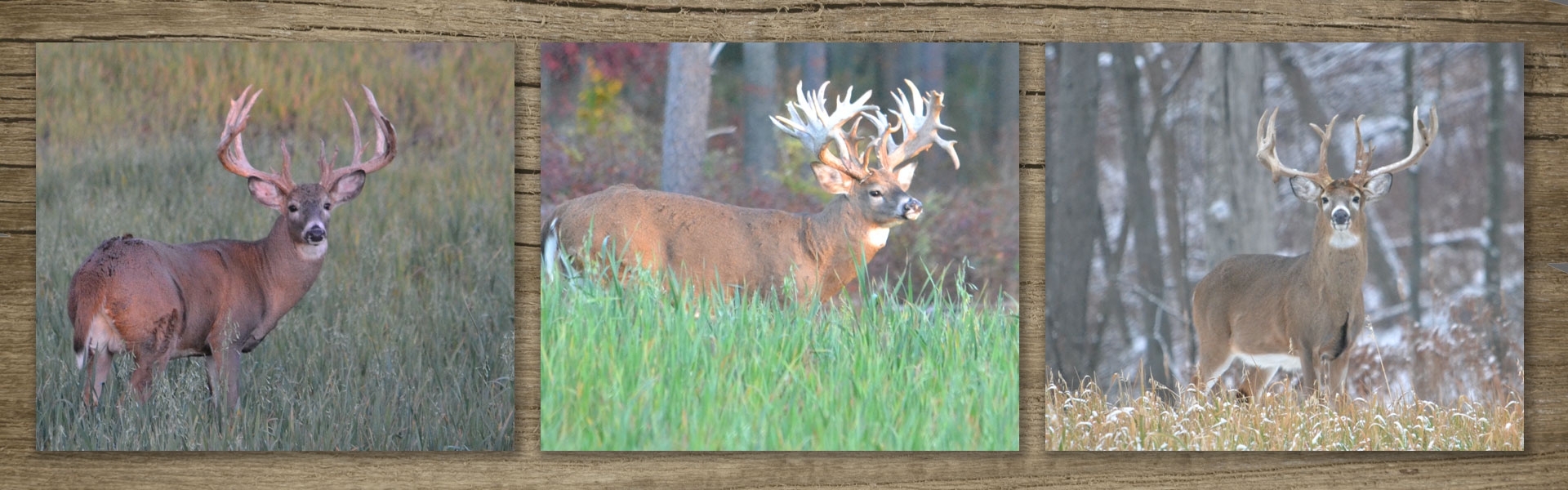 Whitetail Hunting Rates