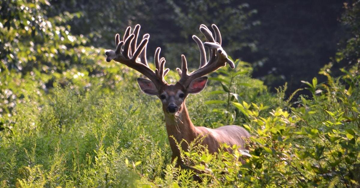 Preserve Hunting