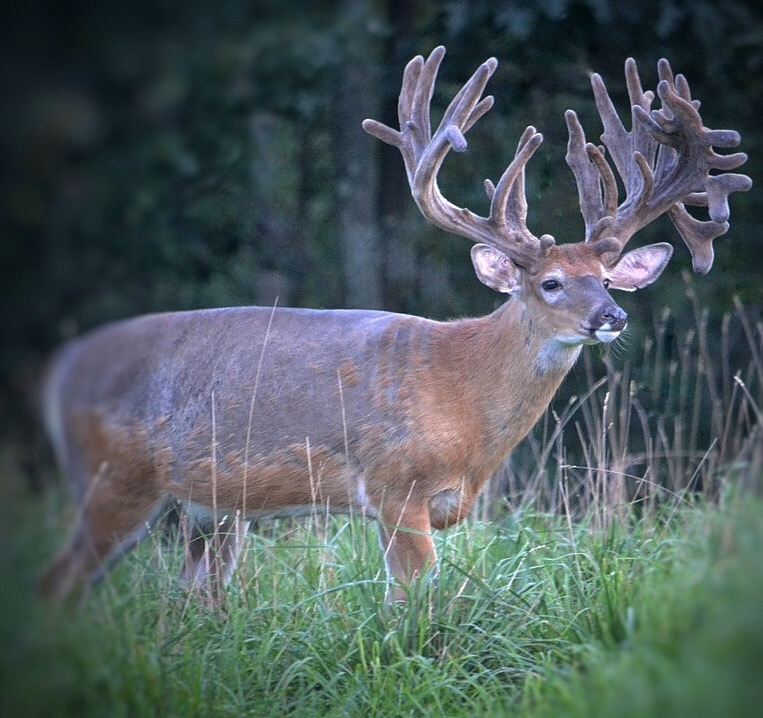 Velvet Whitetail Buck