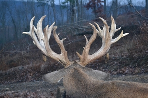 2019 Successful Hunts photo 5