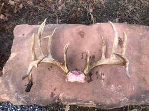 2019 Successful Hunts photo 11